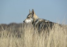 DSC_0196 Yasha