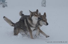 DSC_4222 Shaya und Timish