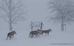 DSC_4243 unsere Weiber im Schnesturm