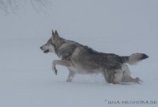 DSC_4250 Yasha