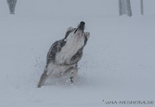 DSC_4252 Yasha