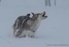 DSC_4253 Yasha