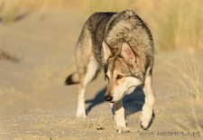 DSC_5260 Shaya
