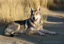 DSC_5266 Yasha