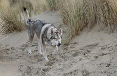 DSC_8236 Yasha