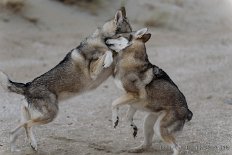 DSC_8293 Yasha und Enya