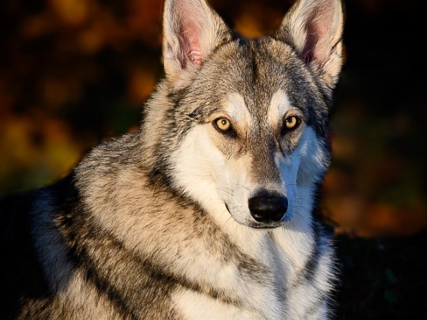16.11.2024 Herbstsonne Neytiri feiert in 5 Tagen ihren ersten Geburtstag. Deswegen habe ich die Kamera geschnappt und in der Herbstsonne Fotos...