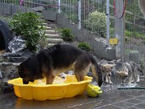 DSC00752 Yuma spritzt die Kleinen naß.