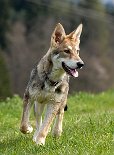 DSC_0919 Freki