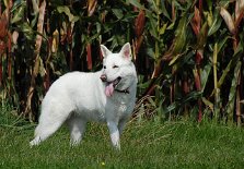 DSC_0430 Auri