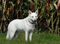 DSC_0432 Auri