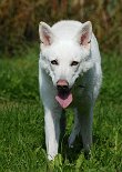 DSC_0438 Auri