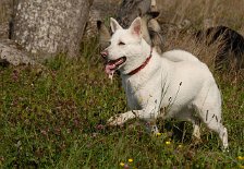 DSC_0456 Auri