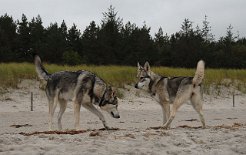 DSC_0928 Asgard und Timish - die zwei sind sich nicht ganz im Klaren darüber, wer das Sagen hat, bauen sich auf und lassen prüfende Blicke über den anderen schweifen...