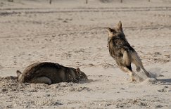 DSC_2514 Asgard kriegt seine 5 Minuten...