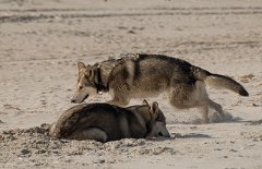 DSC_2517 ...und rast los wie ein Irrer...