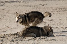 DSC_2518 ...gute Laune hat er, der Bursche...