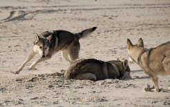 DSC_2519 ...Nisha ignoriert das aber intensiv....doch jemand anderes will mitmachen - Timish kommt angerannt!