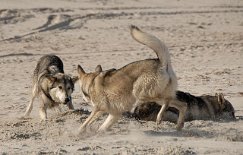 DSC_2521 ...Asgard macht eine Vollbremsung...