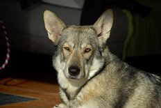 DSC_3274 Luna.