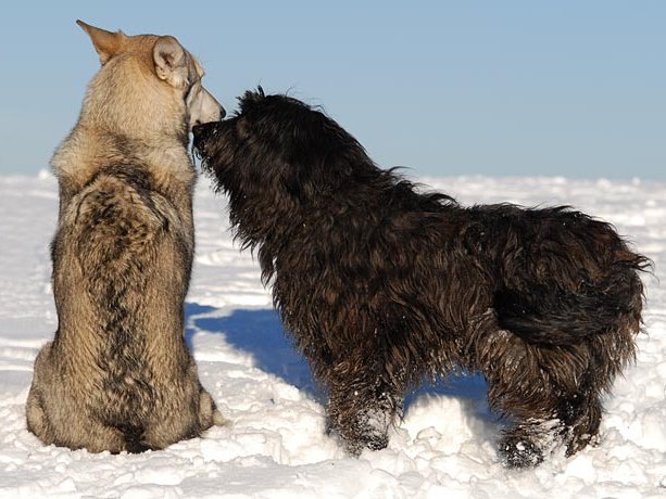 03-02-2008 Auf dem Höchsten mit Pablo Die kurze Dauer, in der Schnee lag (ziemlich genau 2-3 Tage), mußten wir natürlich ausnutzen, da das Wetter einfach...