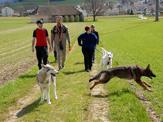 13-04-2008 Besuch bei Auri in der Schweiz & Aiko Endlich mal ein schöner Frühlingstag, was dieses Jahr fast so selten ist wie es im Winter der Schnee war! Das schöne...