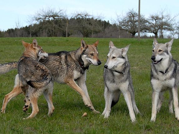 20-04-2008 Besuch von Merlin und Freki Endlich mal ein schöner Frühlingstag, die Sonne tut gut nach dem vielen Regen (aber auch dieses Wetter sollte nur einen...