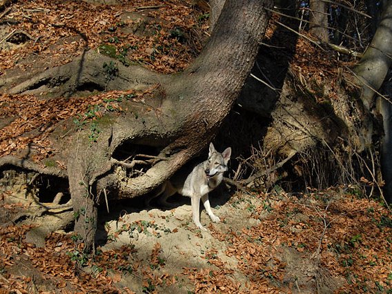 15-11-2008 Besuch von Luna und Tara Am 15.11.08 waren Nisha's Schwester Luna und Tochter Tara aus dem Saarland zu Besuch. Wir hatten sehr viel Glück mit dem...