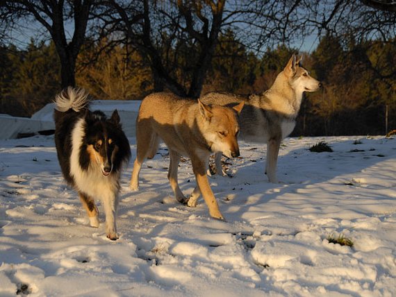 30-11-2008 Besuch von Ares und Dusty Am 30.11.2008 waren der SWH-Rüde Ares und Collie-Hündin Dusty mit Herrchen Ingo bei uns zu Besuch. Nachdem ein Filmteam...