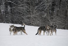 DSC_6933 Los geht's zum Spaziergang! Am Anfang wird erst mal wild getobt. Links Nisha und Timish, rechts Luna und Tara - die beiden Alten sagen den Kleinen erstmal, wie...