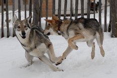 DSC_8936 Aska macht einen Luftsprung