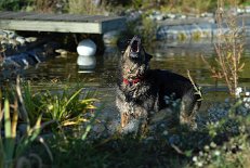 DSC_0956 Yuma