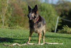 DSC_0983 Yuma hat einen tollen Stock gefunden