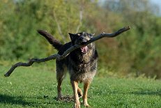 DSC_0988 Yuma wie immer Sieger