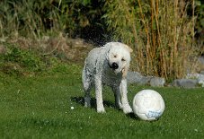 DSC_1003 Amy, die Wasserratte und Ball-Junkie