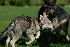 DSC_1015 Shaya und Yuma