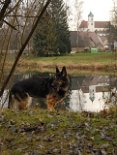 DSC_5600 Spiegelung im Wasser