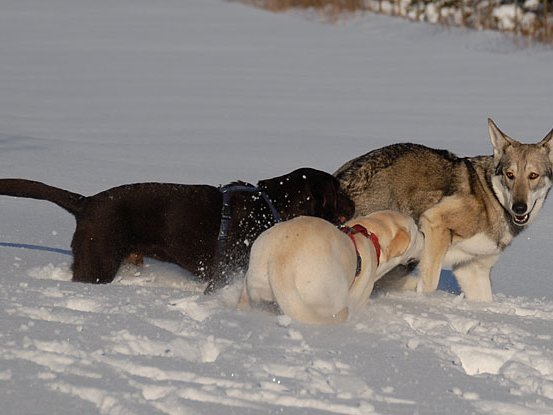 18-02-2009 Spaziergang mit Ronny und Amy Bei einem Schneespaziergang im Februar habe ich die zwei ca. 6 Monate alten Labradors Ronny und Amy unterwegs getroffen....