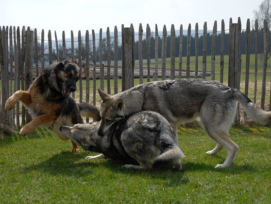 05-04-2009 Besuch von Aiko Anfang April war Aiko Takoda Una Neshoba, Nisha's Sohn, mit seinem Herrchen aus Liechtenstein zu Besuch. Die Nisha-Babys...