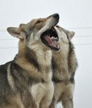 DSC_0860 ...und Lucan macht es ihr prompt nach....