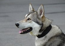 DSC_1556 Nocona kann aber auch schön ;))) ....