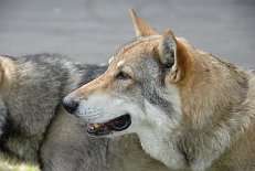 DSC_1590 Ares