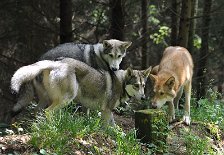 DSC_5263 Nisha, Shaya und Uncas