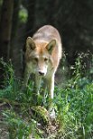 DSC_5266 Uncas