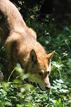 DSC_5269 Uncas