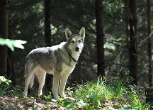 DSC_5276 Nisha
