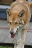 DSC_5956 Uncas