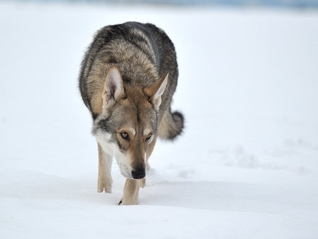 15-12-2012 Besuch von Lucan
