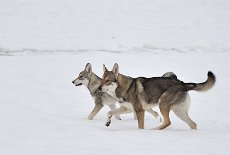DSC_4176 Yasha und Lucan