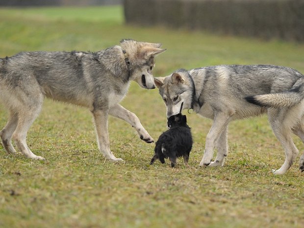 23-12-2012 Besuch bei Dante & Dastan (Teil 2)